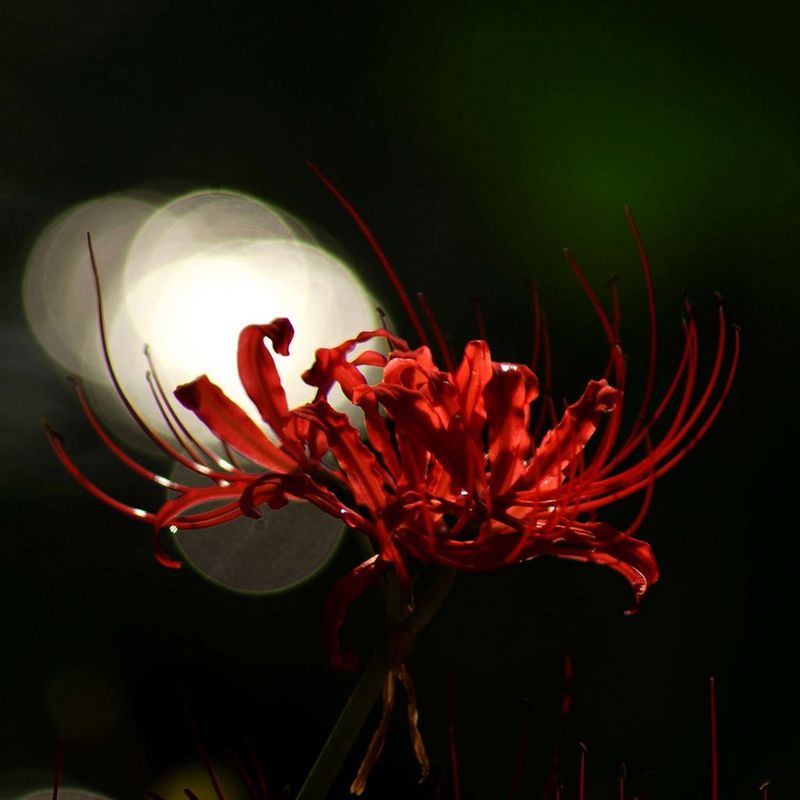 血色曼陀罗的彼岸花 彼岸花曼陀罗花语 彼岸花曼陀罗华 血色曼陀罗花语 Www Dingjisc Com